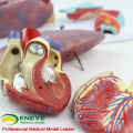 LUNG01 (12498) 1: 1 Poumon 7 pièces Modèle avec anatomie du larynx Modèles&gt; Modèles pulmonaires&gt; Modèle d&#39;éducation
